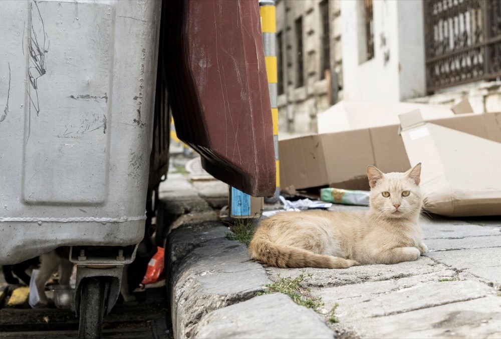 How Junk Removal Affects Local Wildlife in Springfield